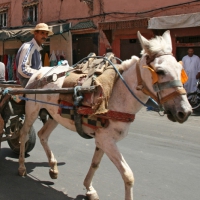 Eselkarren - Marokko