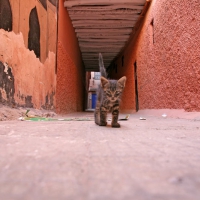 Katze in Marrakech