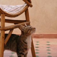 Katze in Sidi Kaouiki