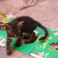 Katze in Essaouira